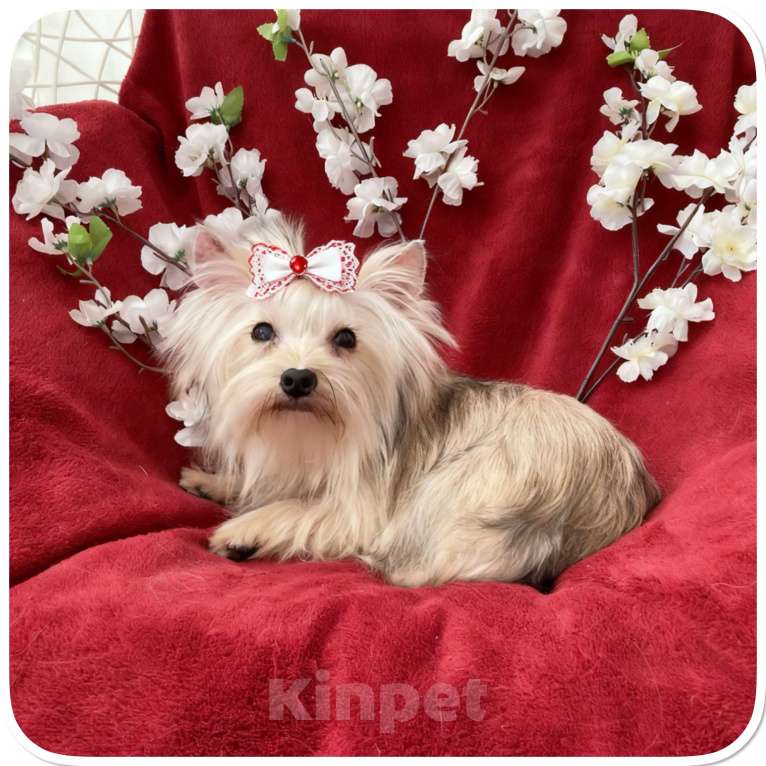 Собаки в Москве: Мини йорк девочка золотая подрощенная Девочка, 80 000 руб. - фото 7