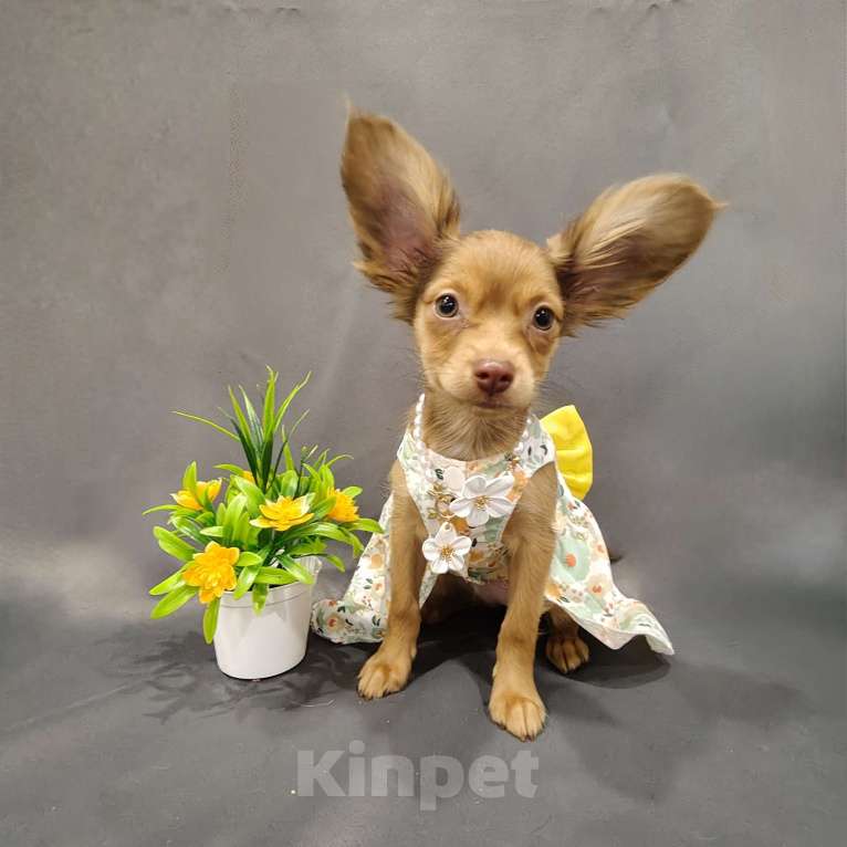 Собаки в Тюмени: Девочка тоечка Девочка, 55 000 руб. - фото 5