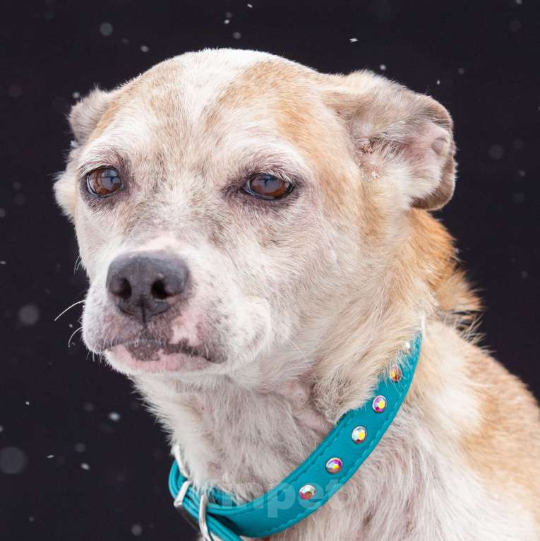 Собаки в Москве: Бетта Девочка, Бесплатно - фото 2