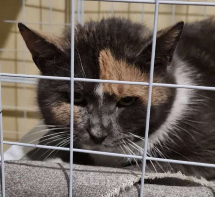 Кошки в Санкт-Петербурге: Торти ищет дом Девочка, Бесплатно - фото 2