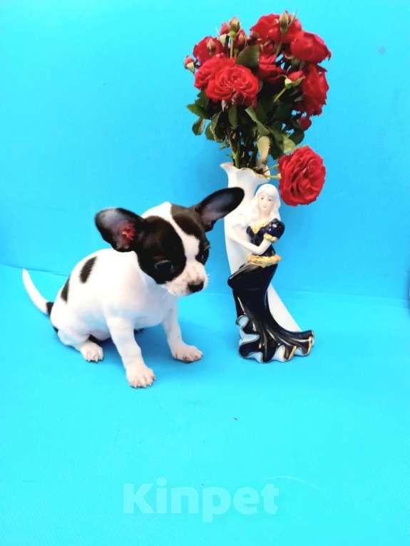 Собаки в Москве: Щенки чихуа Мальчик, 15 000 руб. - фото 4