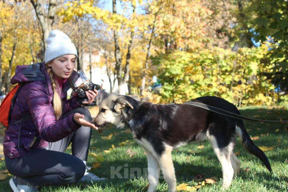 Собаки в Москве: Замечательные щенки Беляш и Белла ищут дом, Бесплатно - фото 1