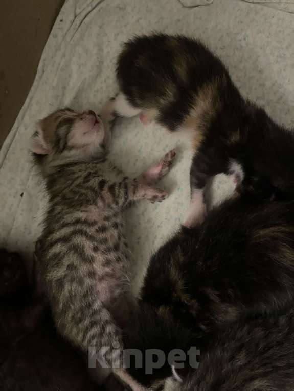 Кошки в Симферополе: домашние, здоровые котята Мальчик, 30 руб. - фото 3