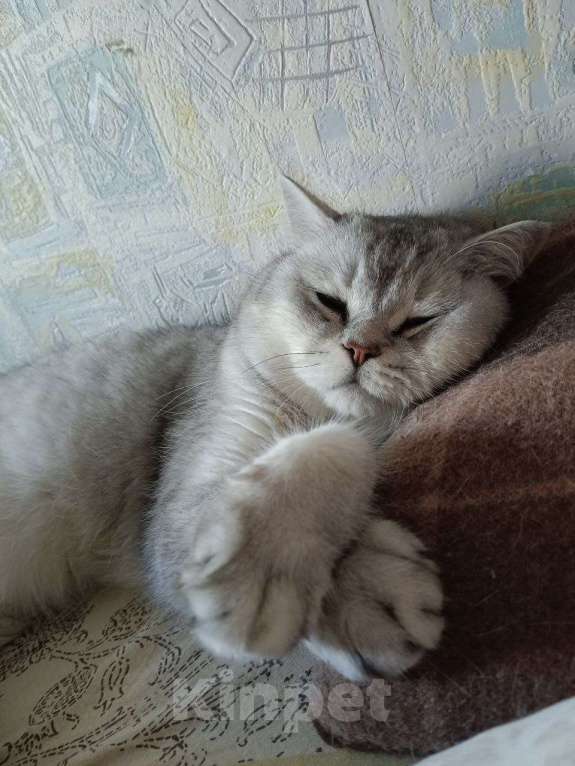 Кошки в Казани: Британский короткошерстный кот Мальчик, 5 000 руб. - фото 2