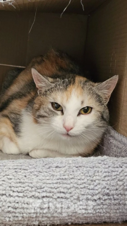 Кошки в Москве: Красавица Мелисса в добрые руки Девочка, Бесплатно - фото 2