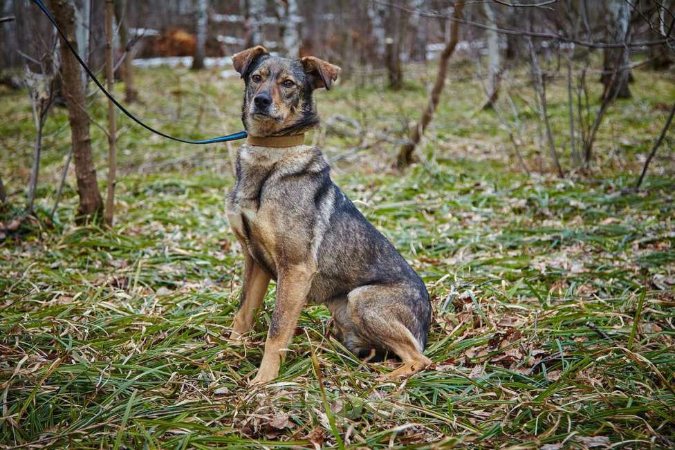 Собаки в Москве: Хильда Девочка, Бесплатно - фото 15