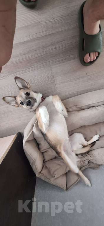 Собаки в Новосибирске: Отдам собачку по кличке Коби в добрые руки Девочка, Бесплатно - фото 1