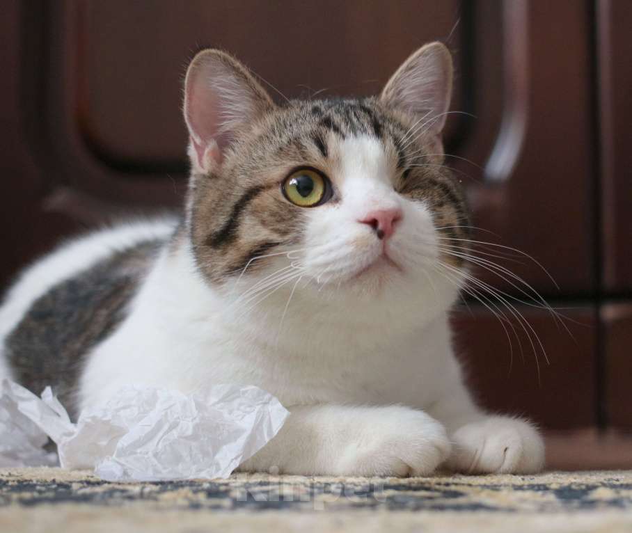 Кошки в Москве: Котенок Мишка  Мальчик, Бесплатно - фото 8