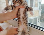 Кошки в Лобне: Котёнок Маргоша 1,5 мес Девочка, Бесплатно - фото 4