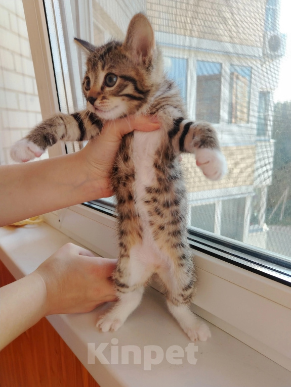 Кошки в Лобне: Котёнок Маргоша 1,5 мес Девочка, Бесплатно - фото 4