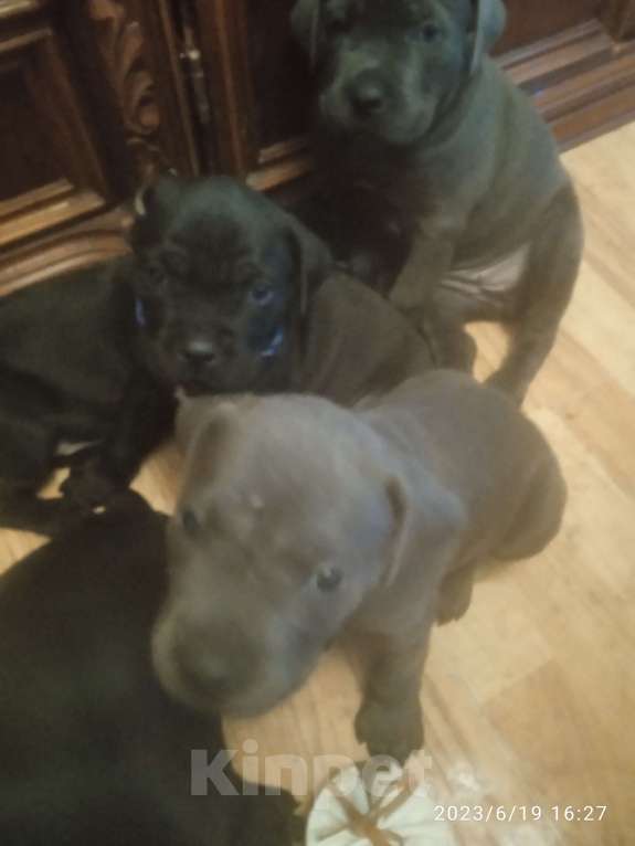 Собаки в Таганроге: Кане Корсо голубая девочка Девочка, 30 000 руб. - фото 2