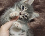 Кошки в Томске: Котёнок в добрые руки Девочка, Бесплатно - фото 5