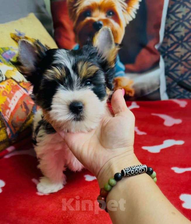 Собаки в Симферополе: шенки Бивера Мальчик, 60 000 руб. - фото 3