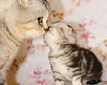 Кошки в Москве: Шотландcкие прямоухие/вислоухие и Британские котята купить в Москве, Питомник кошек SILVER SHARM Мальчик, 30 000 руб. - фото 7