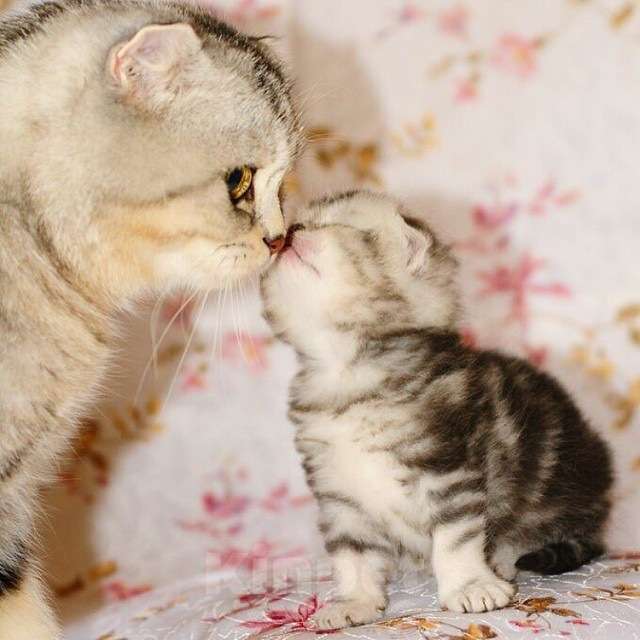 Кошки в Москве: Шотландcкие прямоухие/вислоухие и Британские котята купить в Москве, Питомник кошек SILVER SHARM Мальчик, 30 000 руб. - фото 7