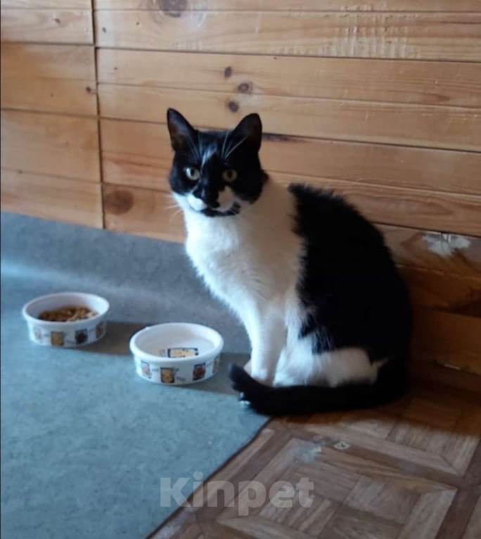 Кошки в Красногорске: 1500 дней в ожидании чуда... Девочка, 1 руб. - фото 5