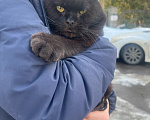 Кошки в Москве: Котик Люцик ищет дом! Мальчик, Бесплатно - фото 4