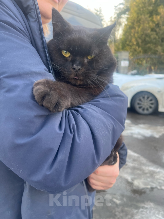 Кошки в Москве: Котик Люцик ищет дом! Мальчик, Бесплатно - фото 4