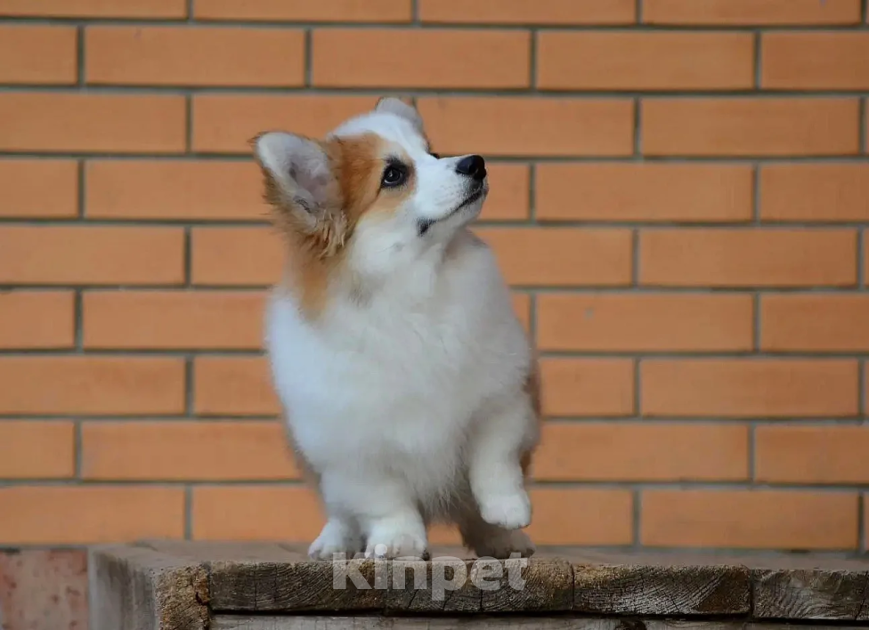 Собаки в Новосибирске: Щенок вельш корги пемброк Девочка, 50 000 руб. - фото 3