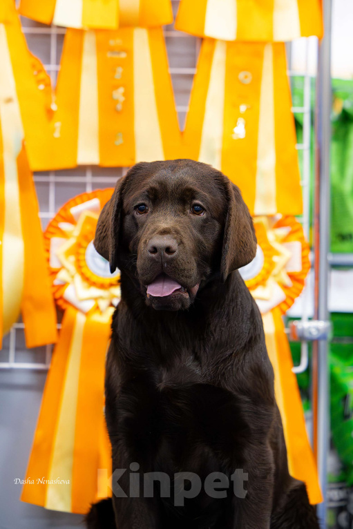 Собаки в Москве: Щенок шоколадного лабрадора (РКФ) Девочка, 60 000 руб. - фото 2
