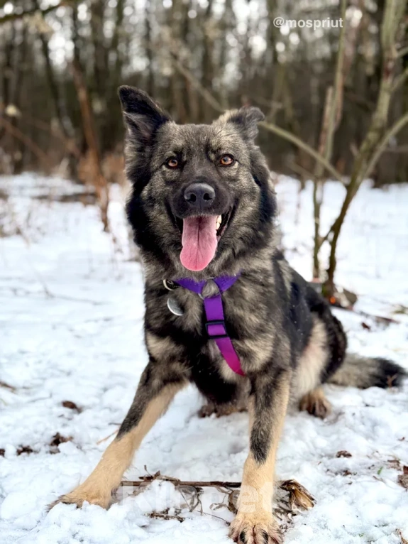 Собаки в Москве: В её глазах яркость и красота. В её шерсти мягкость и спокойствие. В её душе веселье и радость ???? Девочка, Бесплатно - фото 4