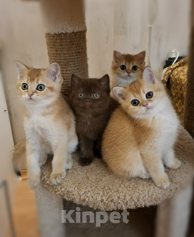 Кошки в Санкт-Петербурге: Шотландские золотые. Девочка, 29 000 руб. - фото 4