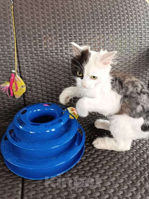 Кошки в Москве: Ласковый котенок Симба ищет дом Мальчик, Бесплатно - фото 1