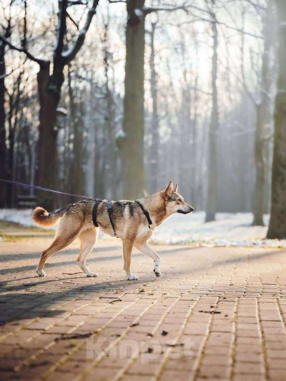 Собаки в Москве: Милая Корица ищет дом Девочка, Бесплатно - фото 5