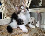 Кошки в Москве: Котята мейн-кун Мальчик, 30 000 руб. - фото 5