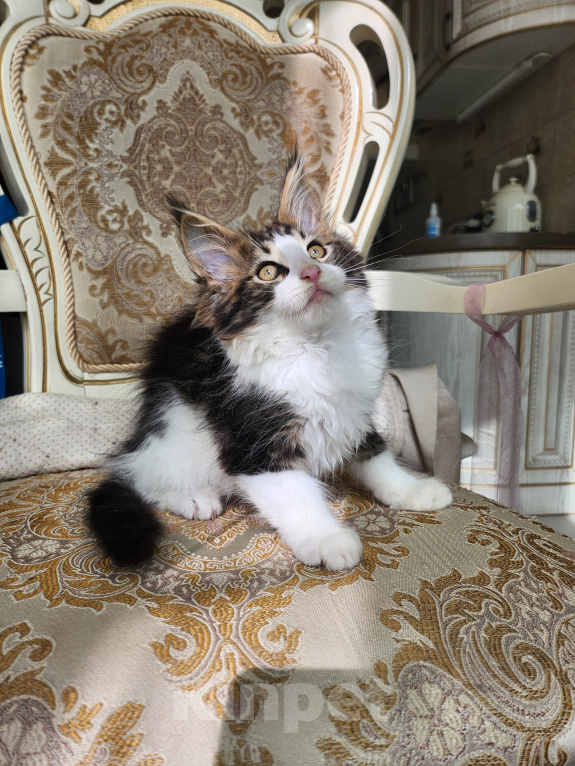 Кошки в Москве: Котята мейн-кун Мальчик, 30 000 руб. - фото 5