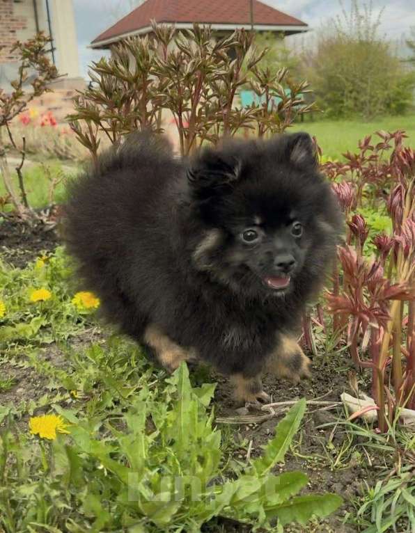 Собаки в других городах Московской области: Померанский шпиц подпало-черный Мальчик, 30 000 руб. - фото 3