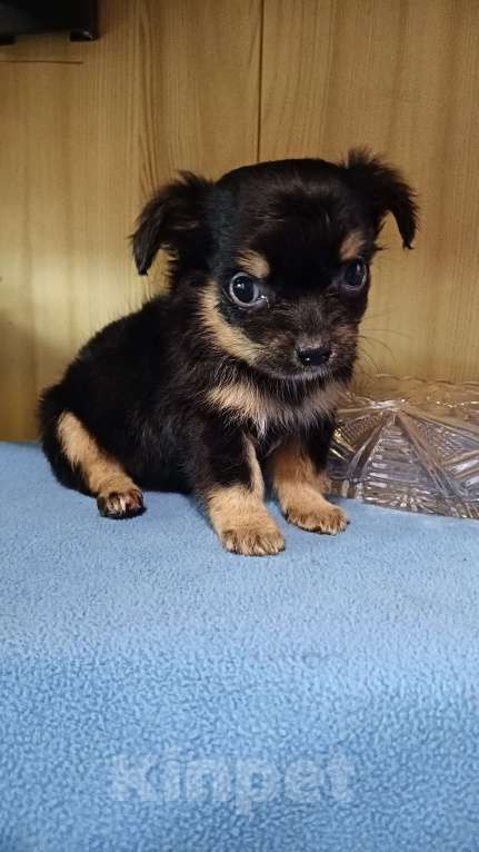 Собаки в других городах Ленинградской области: Девочка черно-подпалая  Девочка, Бесплатно - фото 1