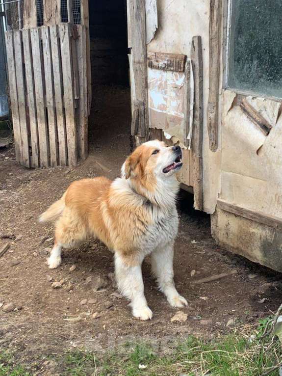 Собаки в Наро-Фоминске: Кавказская овчарка в добрые руки Мальчик, Бесплатно - фото 4