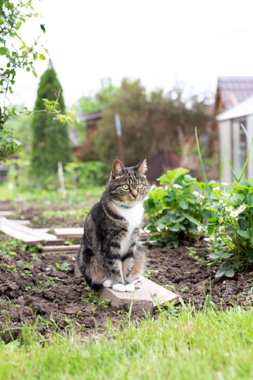 Кошки в Москве: Мюсля-домашняя кошка. Жизненные обстоятельства Девочка, Бесплатно - фото 4