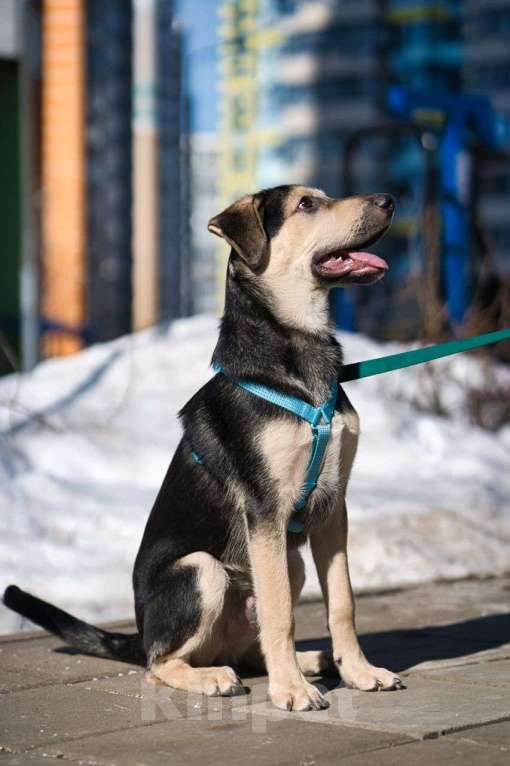 Собаки в Москве: Альмондо Мальчик, Бесплатно - фото 10