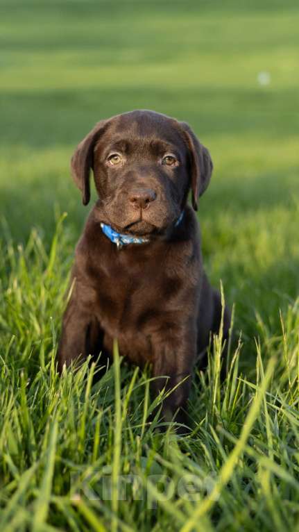 Собаки в Ярославле: Продаются щенки лабрадора-ретривера шоколадного окраса кобели Мальчик, 60 000 руб. - фото 5