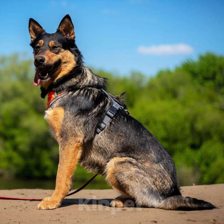 Собаки в Москве: Дина Девочка, Бесплатно - фото 3