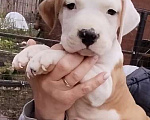 Собаки в Москве: Щеноки американского Стаффордширского терьера Мальчик, Бесплатно - фото 3
