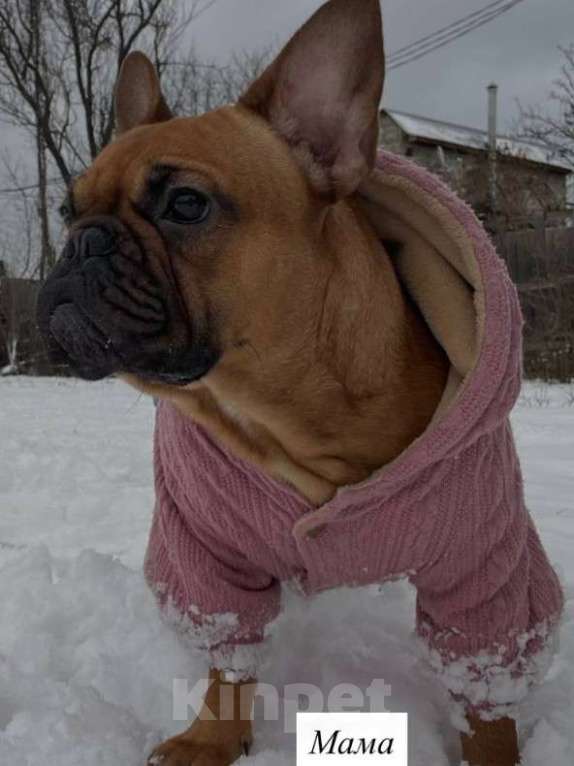 Собаки в Новочеркасске: Французский бульдог Мальчик, 25 000 руб. - фото 3