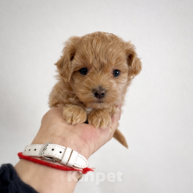 Собаки в Брянске: Мальтипу девочка Девочка, 100 000 руб. - фото 1
