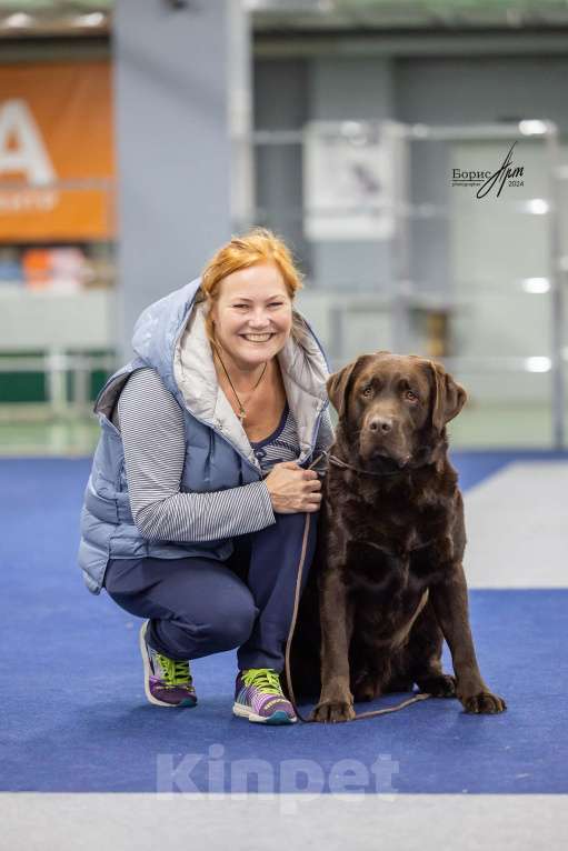 Собаки в Балашихе: Лабрадор  ретривер предлагается к  вязке Мальчик, Бесплатно - фото 4