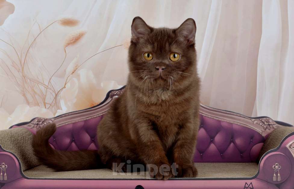 Кошки в Санкт-Петербурге: Британский котик вкусного окраса шоколад Мальчик, 45 000 руб. - фото 7