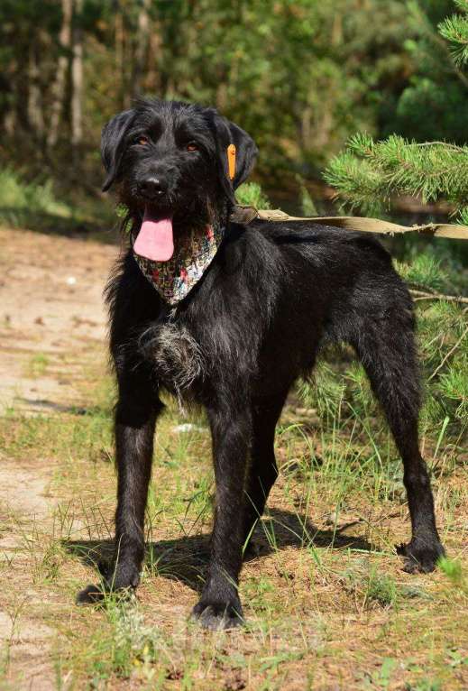 Собаки в Воронеже: Джерри ищет дом Мальчик, Бесплатно - фото 2