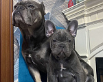 Собаки в Новошахтинске: Щенки французского бульдога Мальчик, 80 000 руб. - фото 4
