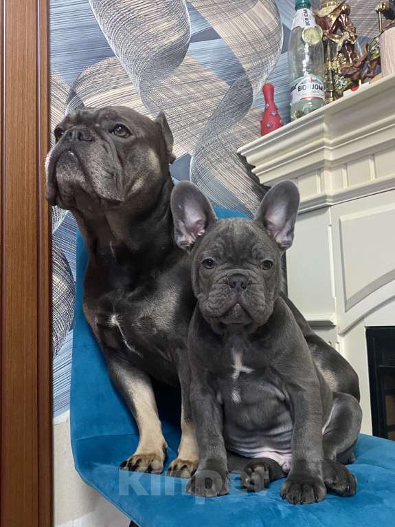 Собаки в Новошахтинске: Щенки французского бульдога Мальчик, 80 000 руб. - фото 4