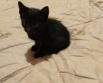 Кошки в Волгодонске: Мальчик 1 месяц Мальчик, Бесплатно - фото 3