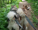 Собаки в Химках: Собачья шерсть от Маламутов, 2 000 руб. - фото 2