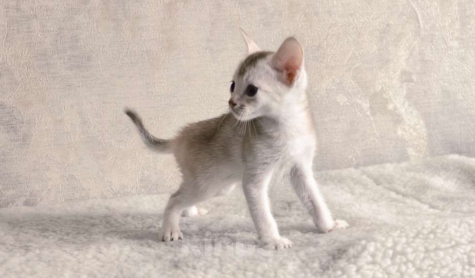 Кошки в Тюмени: Абиссинский котенок серебро Мальчик, 70 000 руб. - фото 4