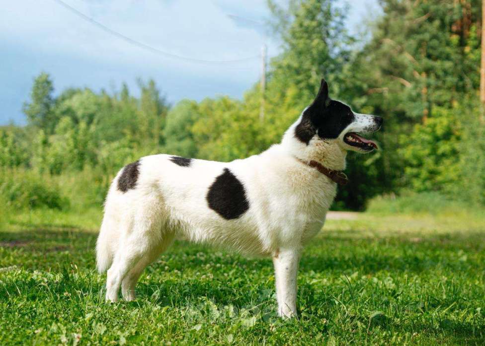 Собаки в Балашихе: невероятная красивая собака Белка ждет свою семью Девочка, Бесплатно - фото 2