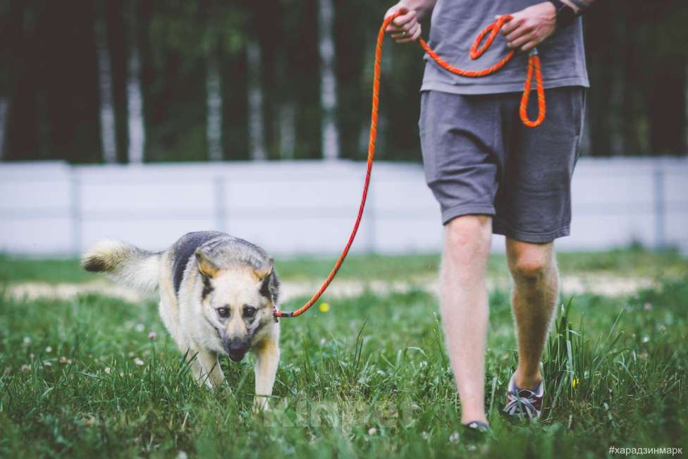 Собаки в Москве: Гера Девочка, Бесплатно - фото 5